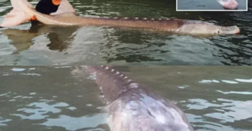 Prehistoric creature weighing 650lb, believed to have been hiding in the shadows since World War II, suddenly emerges