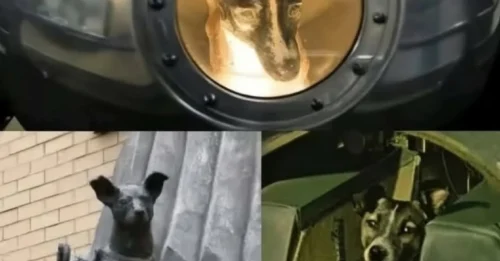 THE MOST TRAGIC DOG IN SPACE: The HORRIFYING True Story of Laika's One-Way Mission to Her Death.
