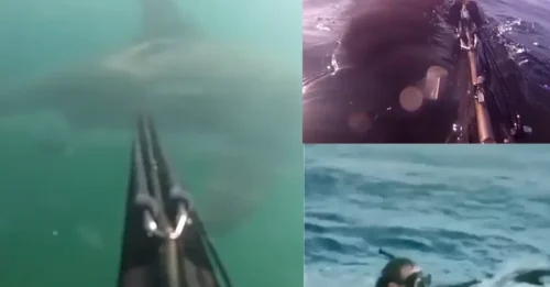 HUNTED ON FILM: Diver makes history by fending off a 12ft great white in never-before-seen encounter