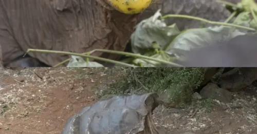 Shag-a-licious Senior! Meet Diego, The Centenarian Tortoise Casanova Who Fathered 800 Babies In Wild Sex Romp To Save His Species!
