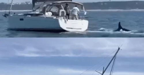 In Just 48 Hours: Orcas Sink One Yacht and Attack Two Others, Establishing an Unprecedented Pattern of Behavior