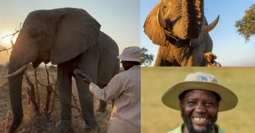 NELLY RAMPAGE: Elephant carer gored to death by beast he raised from calf – just days after making a vid to celebrate her 19th birthday