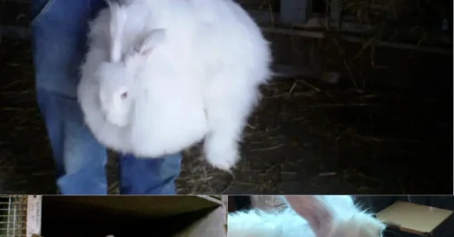 HORROR IN A SWEATER:  Undercover Footage Shows Caged Rabbits Enduring 'Living Hell' for Your Clothes