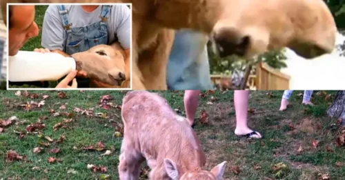 Behind the name 'Lucky' of the shocking two-faced calf lies a harsh truth of nature that few dare to speak about.