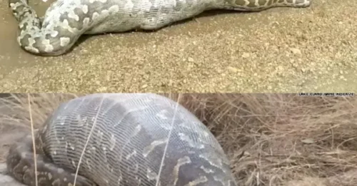 20ft Python Dies from Fatal Miscalculation: Antelope's Mass Exceeds Its Own Body Capacity