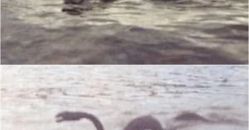NAHUELITO REVEALED? SHOCKING Anonymous Photos Claim To Capture Argentina's LEGENDARY Lake Monster
