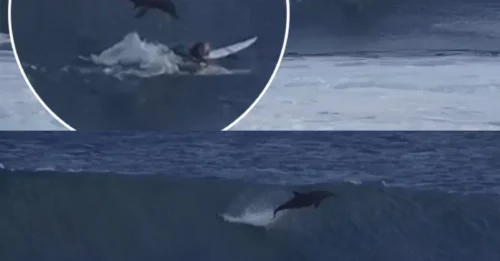 Surf's Up, Drama's Big! Teen's Wild Ride Turns Into Aquatic Nightmare When Dolphin Goes Rogue!