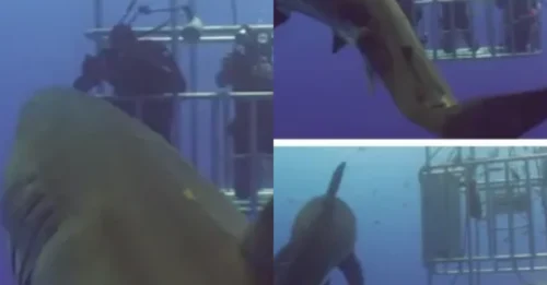 SCANDAL IN THE DEEP! Shark's Shock 'Number Two' Attack Leaves Cage Divers In A Filthy Nightmare!