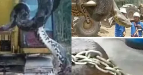 33-Foot 'Monster' Shuts Down Dam Construction! Workers Flee in Terror as Giant Anaconda Emerges from Cave