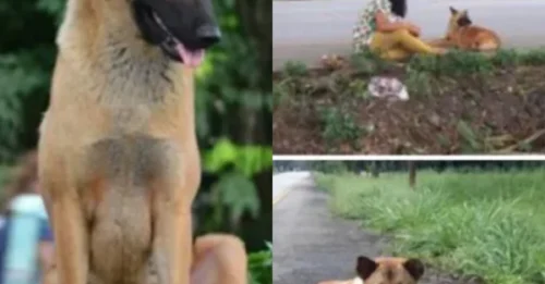 UNBELIEVABLE STORY: Loyal dog dies RIGHT at the spot where she waited for her owner for a whole year! The heartbreaking truth behind the ending will shock you.