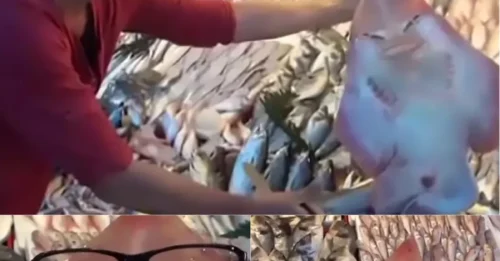NIGHTMARE FUEL: Fisherman Reels In A Shark With A DISTURBING Human Face