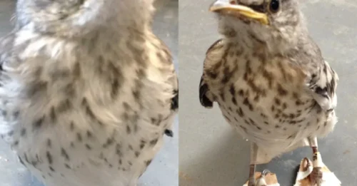 Tiny Shoes for a Bird: An Adorable Gesture Hiding a Deeply Mysterious – and Chilling – Injury.