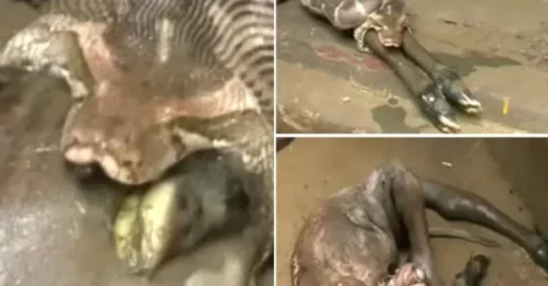 Horrific Scene: Giant Python Swallows Antelope Whole, Then Suddenly Vomits It Back Out Intact