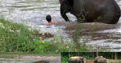 Horrifying Moment: Baby Elephant Defies Death, Tears Through Raging Current to Save Its Only Friend!