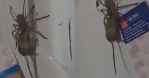 Haunting Scene: The Bloody Hunt of the Spider 'Assassin' and the Moment It Dragged Its Prize—a Mouse—Back to Its Lair