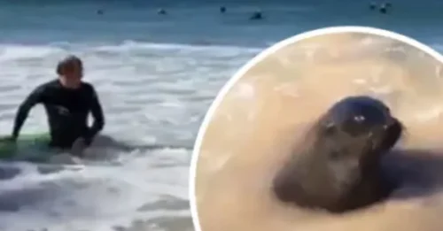 The Ocean's Darkest Secret: The 'Gentle' Seal is a Myth, and It Just Mauled Four Surfers to Prove It