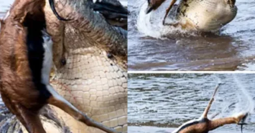 Not a slow-motion shot: This is the horrifying real-life moment a crocodile flips a gazelle like an action movie stunt.