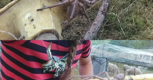 'Nightmare' in real life: Photo of a gargantuan huntsman spider that will make anyone scream