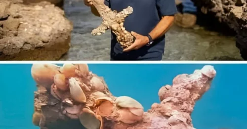 THE SEA'S SECRET: After 900 Years, a Crusader Knight's Sword Emerges from the Depths, Telling a Silent Story of War