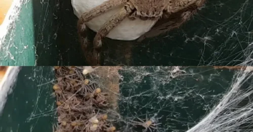 Woman opens mailbox to find a 'monster' huntsman spider cradling a nest of HUNDREDS of babies inside - The horrifying scene will give anyone chills!