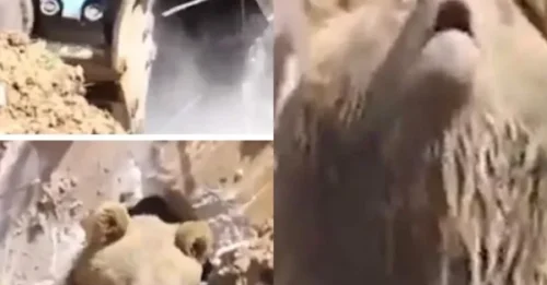 The Truth Shocking: Bizarre moment workmen find massive BEAR inside a hole they drilled on a building site