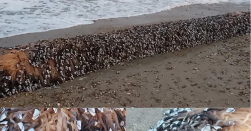 BEACH OF THE BIZARRE! Tide Spits Out Millions in 'Alien' Creatures... And Now a Frenzied Scramble Begins!