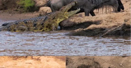 SCANDAL ON THE RIVER: The horrific struggle and 'last-second escape' that left the entire crocodile clan stunned!