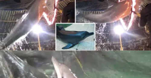 Factual Footage Reveals: Dolphins in Indonesia Are Literally Jumping Through Blazing Hoops, An Undeniable Reality Behind the Stage Glow