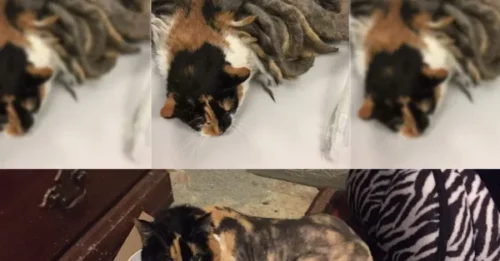 In a shocking twist, the cat with 'fashionable dreadlocks' is a victim of a hidden tragedy.