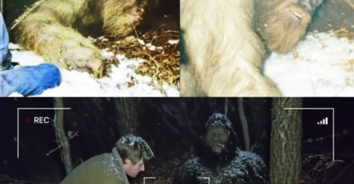‘WE HAD TO HELP IT’ Rangers Find a Wounded Bigfoot and Save It – Sasquatch Encounter Story