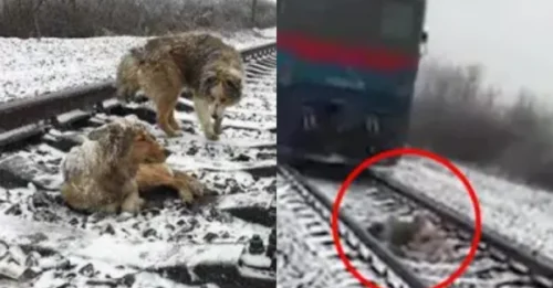 A breath-taking scene on the railway tracks: A small dog used his own body as a shield, risking all danger to protect his injured female friend until the rescue lights finally appeared.