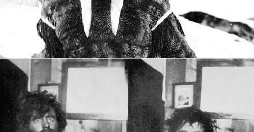 Left For Dead In The Frozen Hell Two-Year: The Chilling True Story Of The Mikkelsen Expedition's Solitary War Against The Arctic.