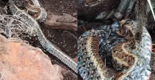 Undeniable proof: Tarantulas can take down and devour snakes measuring more than 30cm