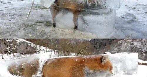 Frozen Fox Shocker! The poor creature was found frozen solid, and the man behind it turned it into a controversial 'decoration' outside his home!