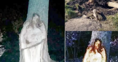 Never-Before-Seen Wonder: Tree Stump 'Sprouts' Jesus' Image in Argentina, Drawing Thousands of Pilgrims!