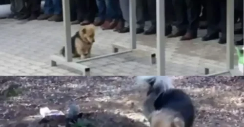 The hidden truth about the dog Cesur: His daily visits to his owner's grave are not just about grief, but a secret promise he has never dared to break