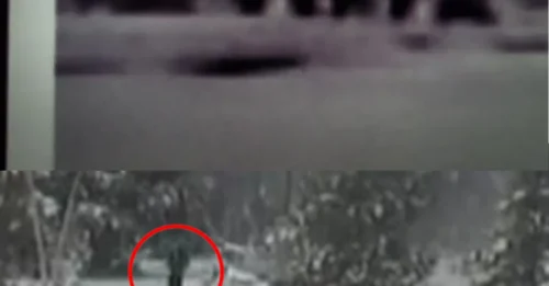 Yellowstone's Shocking Secret is OUT! A Whole Bigfoot Clan Caught on Camera in Broad Daylight!