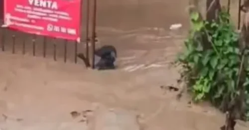 The heartbreaking truth behind the photo of the dog clinging to the fence: It is not just a symbol of survival, but a silent witness to the 28 stories swept away by the floodwaters