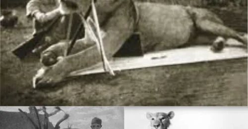 SHOCKING SECRET FROM THE DARK CONTINENT: The Grisly Story Of The Tsavo Lions, The ‘Man-Eaters’ That Slaughtered Dozens Of Railway Workers In Kenya