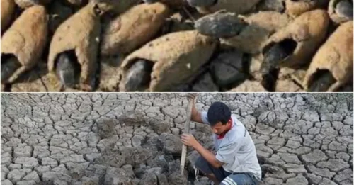 Scientists Stunned: The Only Fish That Survives 5 Years Without Water 1!