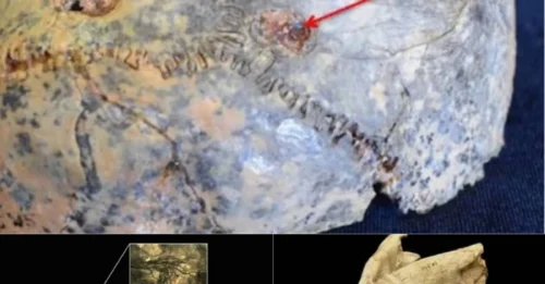 Prehistoric Cold Case: 1.8-Million-Year-Old Bones and AI's Shocking Testimony - A Cold-Blooded Predator 
