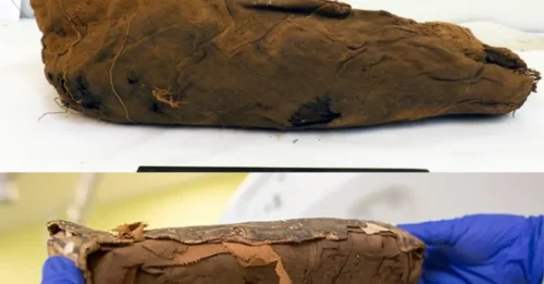 The Shocking Truth Beneath the Bird Mummy's Shell: A Dark Ritual Buried for 3,000 Years is Revealed.