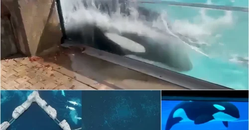 THE ORCA WHO MADLY ENDED HERSELF IN THE TANK SHOCKING THE WORLD: The Tragic Life of Kiska After Being Captured for Entertainment for 44 Years - THE WORLD'S LONELIEST KILLER WHALE Due to Human Hands