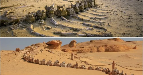 Egypt's Real Treasure Isn't the Pyramids: It's a Million-Year-Old Whale Graveyard