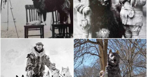 THEY CALLED IT “THE BLIZZARD WITH TEETH”: Balto – The Sled Dog Who Led a Life-Saving Medicine Team Through an Icy Hell to Save Thousands of Lives.