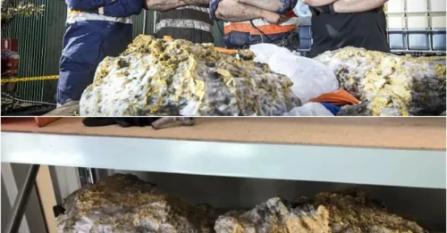 The largest giant nugget in history weighing 90kg, worth 2 million pounds was discovered at a depth of about 500m underground at the Beta Hunt gold mine near Kambalda