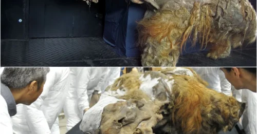 Life Reborn from the Ice: Experiment Revives 28,000-Year-Old Mammoth Cells, Challenging Everything We Know About Extinction