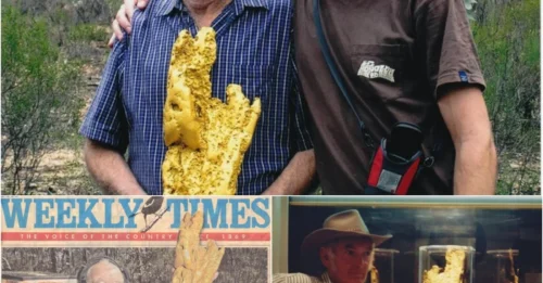 The truly lucky man dug up the world’s largest gold nugget using a metal detector weighing a whopping 875 troy ounces, a 61-pound nugget of pure gold worth more than $1 million