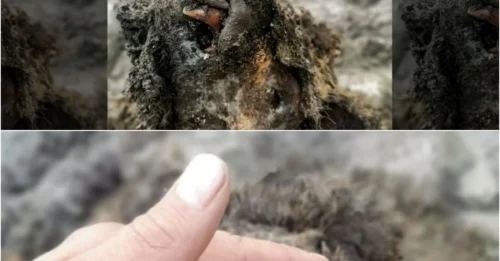 SHOCKING: World-first Perfectly Preserved Ice age bear found in Russia