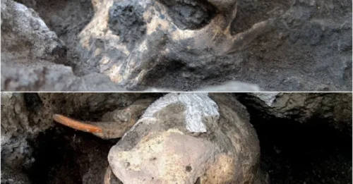 1.8-million-year-old skull gives a glimpse of our evolution